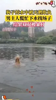 黑天鹅战斗力这么强啊😄😂